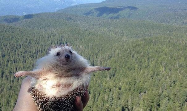 Biddy, the hedgehog. Ariciul calator de pe Instagram